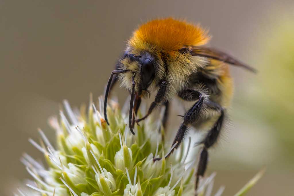 abejas curiosidades y datos fascinantes