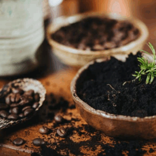 ¿Café para tus plantas? Los 4 beneficios que no conocías