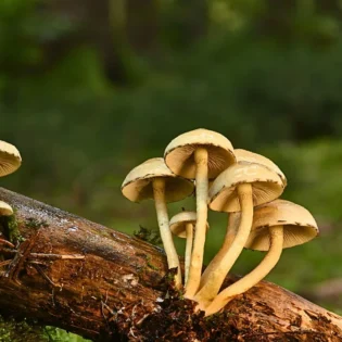 Hongos: guardianes invisibles del ecosistema mexicano