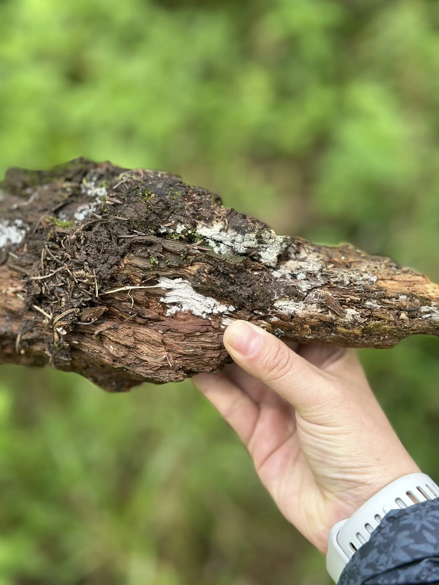 Variedad de hongo mexicanos en la Reserva Santa Fe