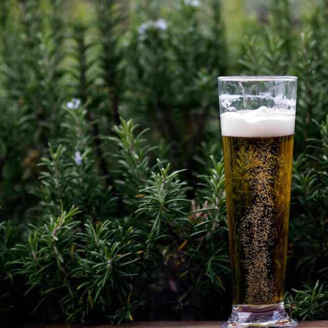 Profeco advierte sobre cerveza con alto contenido de azúcar